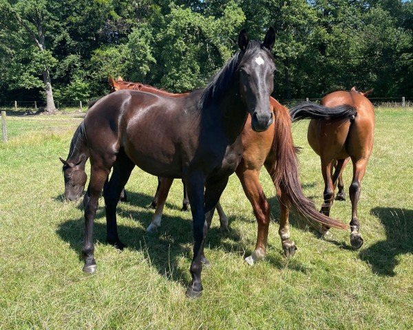 horse Varus (Westphalian, 2020, from Harmony's V-Plus)