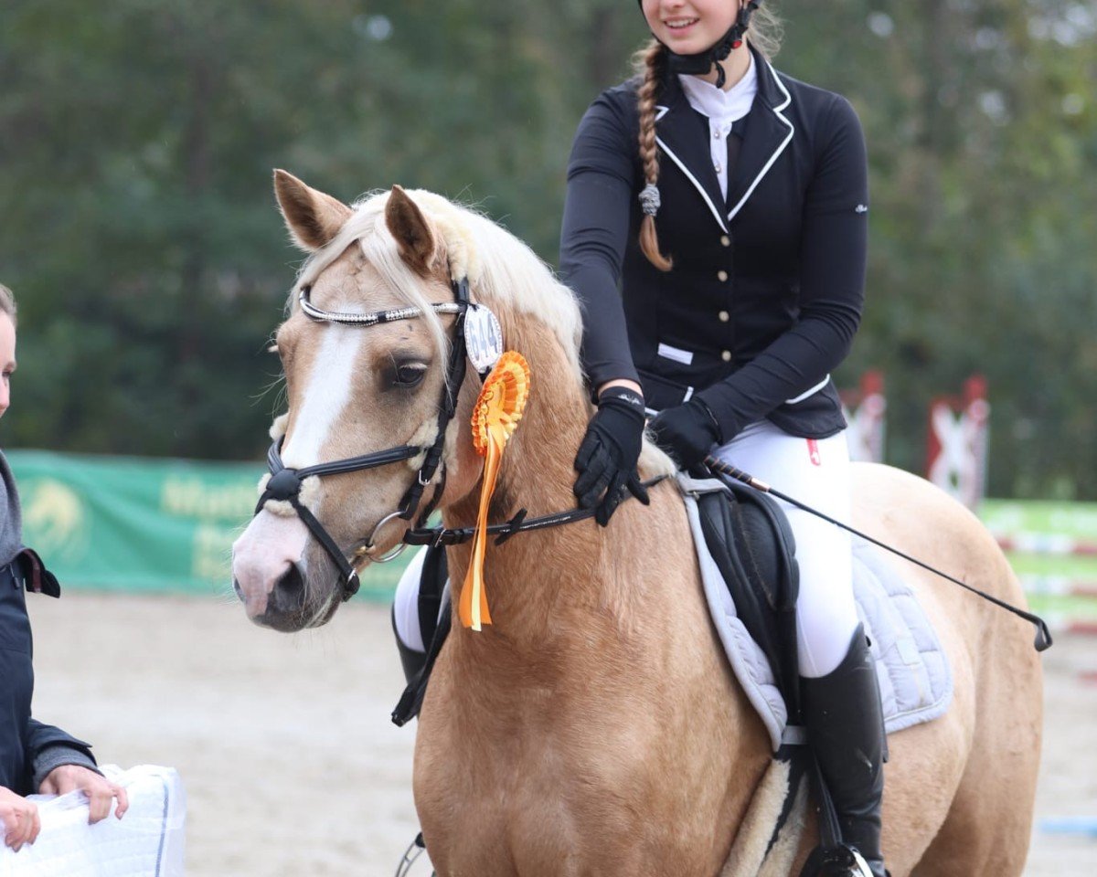 jumper Wallrabensteins Darwin (German Riding Pony, 2018)