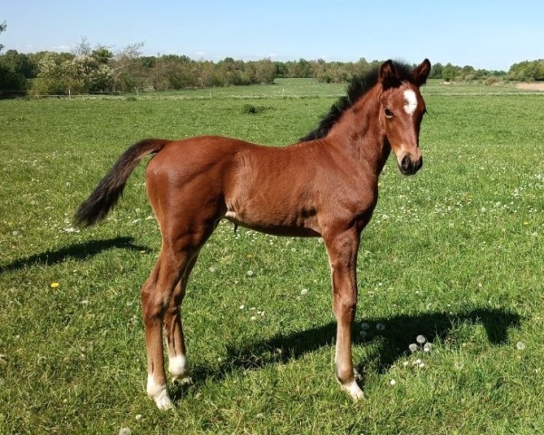 stallion Hengst / Elite (Oldenburg, 2024, from Sir Donnerhall I) stallion Hengst / Elite (Oldenburg, 2024, from Sir Donnerhall I)