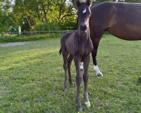 horse Fred (Westphalian, 2023, from Franklin)