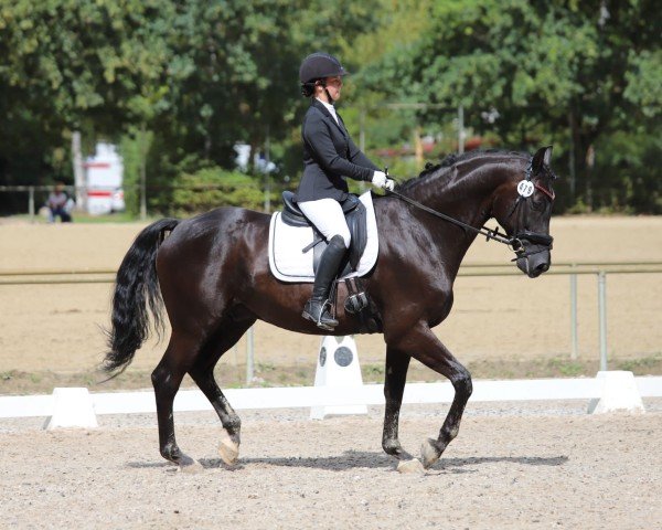 dressage horse Donnovan 6 (Rhinelander, 2012, from Dresemann)