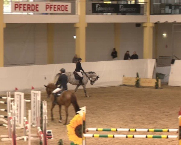 Reitturnier Stadl-Paura 2024