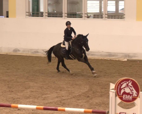 Reitturnier Stadl-Paura 2024