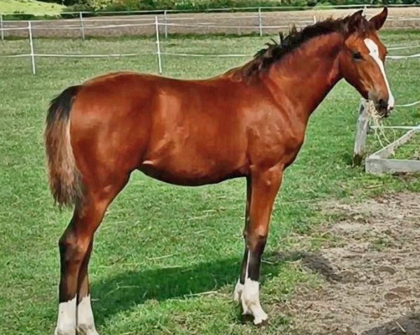 broodmare Oreija von Sir D (Old) (Oldenburg, 2023, from Sir Donnerhall I)