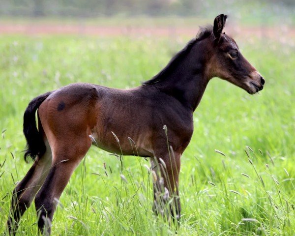 horse Cornet de Lounis (Hanoverian, 2021, from Cornet de Semilly)