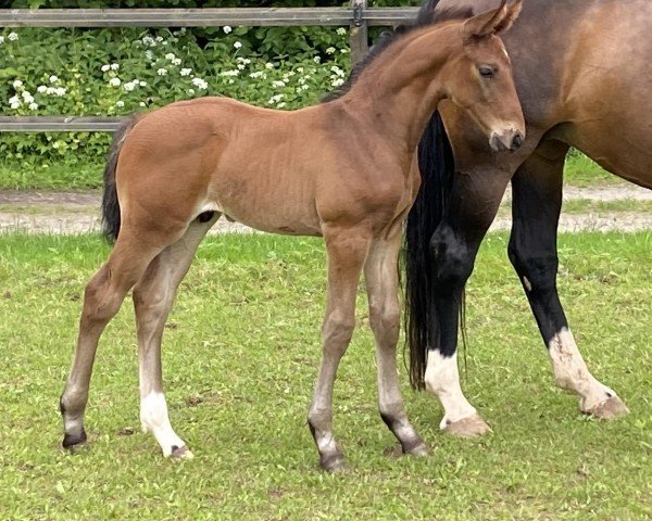 horse Fransisco HCW (Hanoverian, 2024, from Fidertanz)