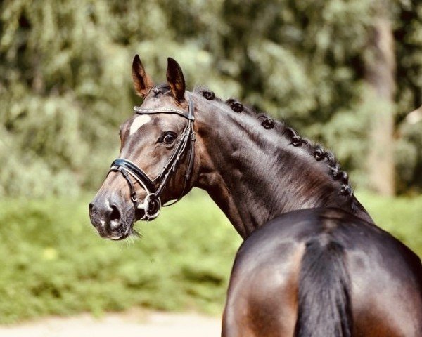 Dressurpferd Jule K 3 (Oldenburger, 2019, von Jovian)