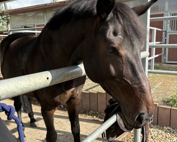 Pferd Debby L (Rheinländer, 2017, von Diego de Semilly)