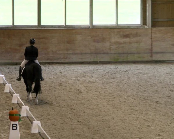 Reitturnier Rüti 2024