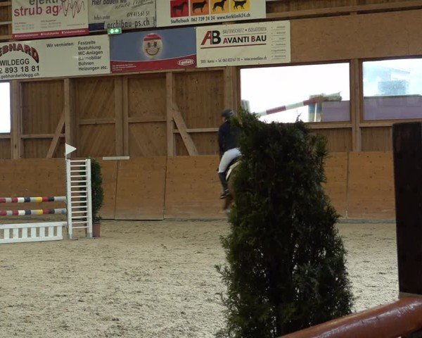 Reitturnier Holziken 2024
