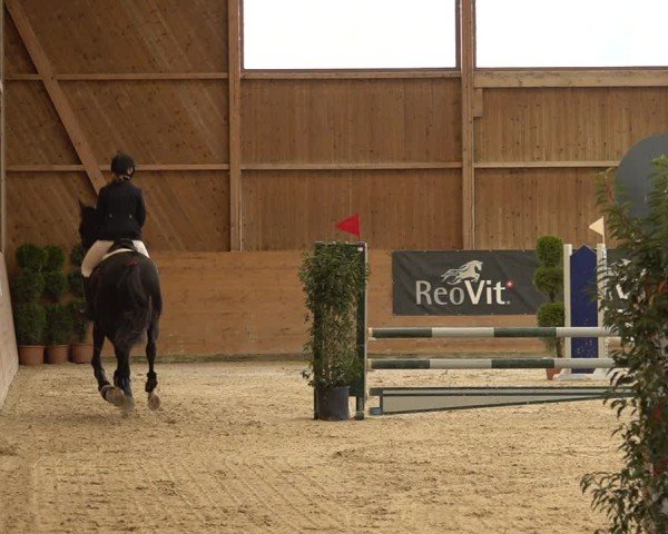 Reitturnier Holziken 2024