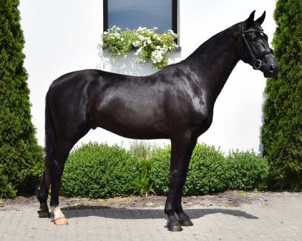 horse Total Secret (Westphalian, 2022, from Total Hope OLD)