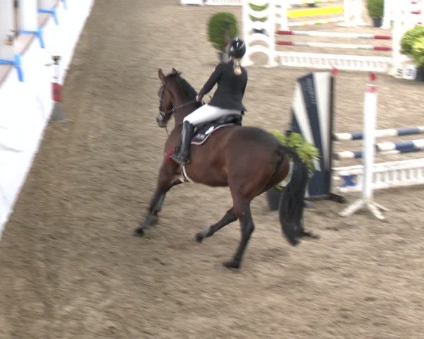 Reitturnier Gronau 2024