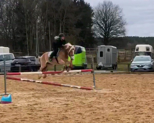 horse Videa (Haflinger, 2015, from Andrey 3) horse Videa (Haflinger, 2015, from Andrey 3)
