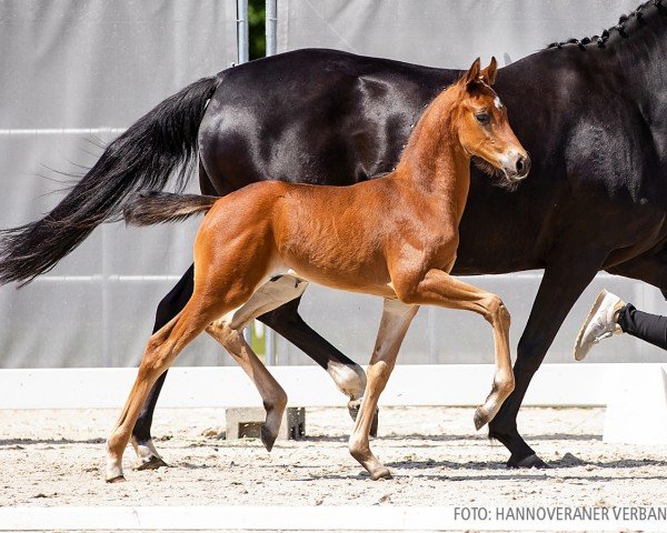 horse Freigold (Hanoverian, 2022, from Freigeist)