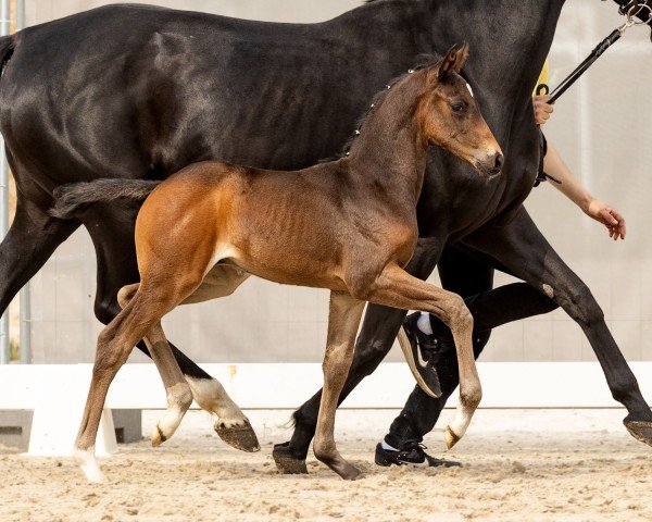 horse Feyer´s Star (Hanoverian, 2023, from Freigeist)