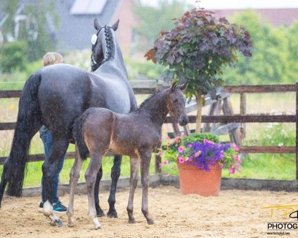 horse Feenherz (Hanoverian, 2024, from Freigeist)