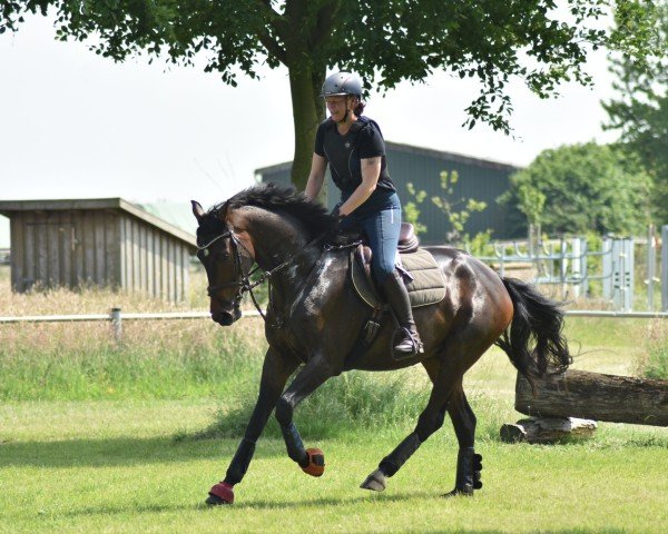 Pferd Vulkan (Hannoveraner,  , von Vaderland OLD)