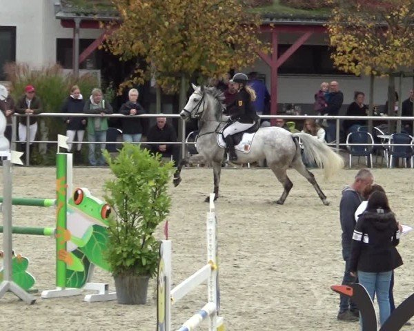 Reitturnier Achern 2024