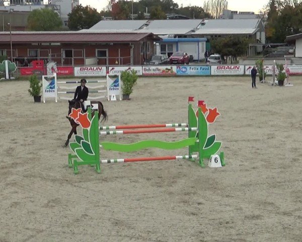 Reitturnier Achern 2024