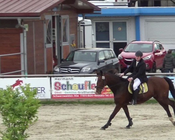 Reitturnier Achern 2024