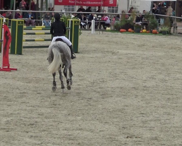 Reitturnier Achern 2024