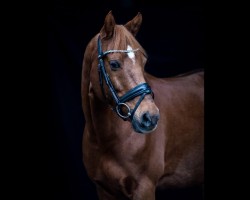 dressage horse J.D.J.'S Cash (Welsh, 2007, from Wester Aikema's Cedric)