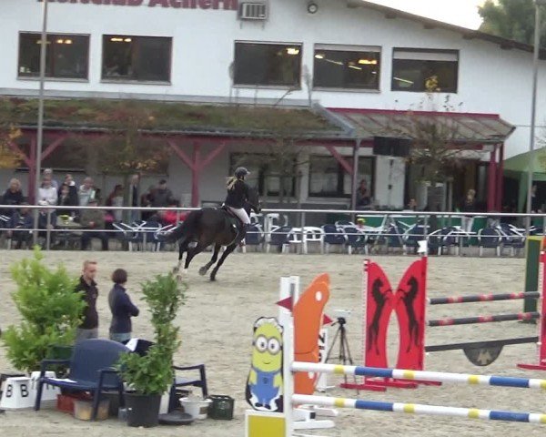 Reitturnier Achern 2024