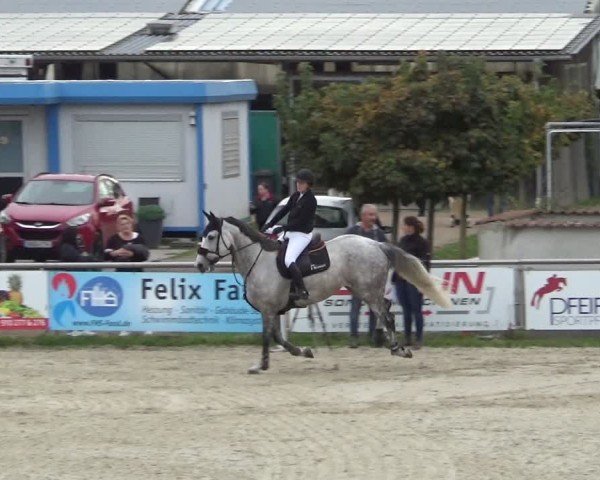 Reitturnier Achern 2024