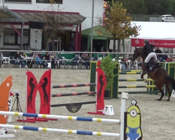 Reitturnier Achern 2024