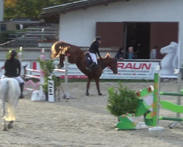 Reitturnier Achern 2024