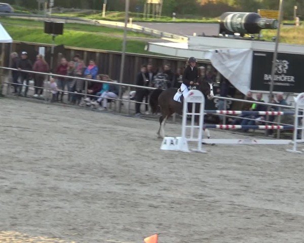 Reitturnier Achern 2024