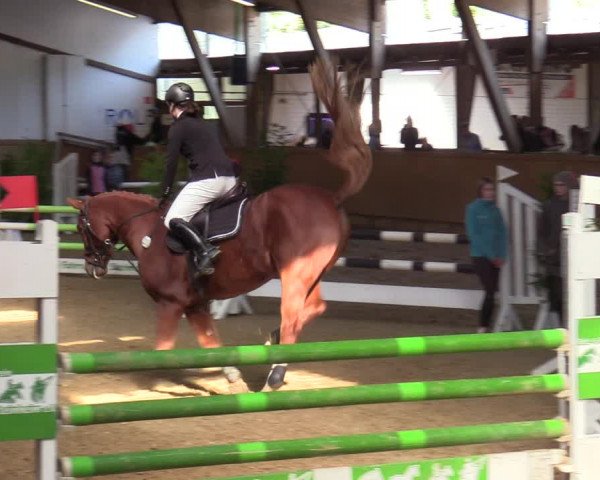 Reitturnier Steinheim 2021