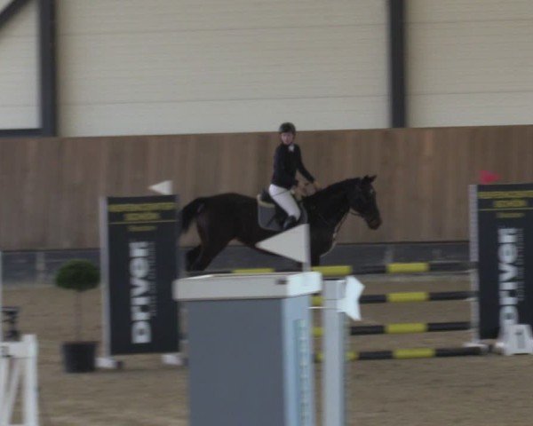 Reitturnier Zwickau 2024
