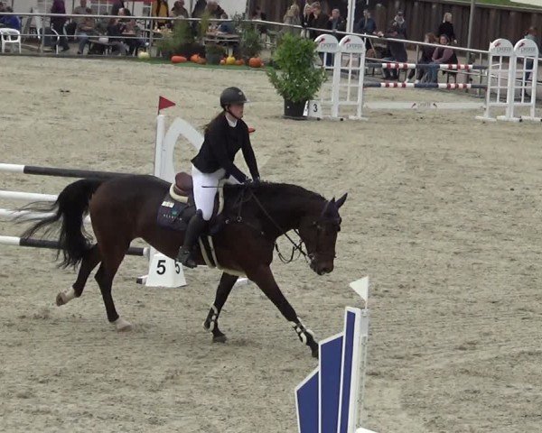 Reitturnier Achern 2024