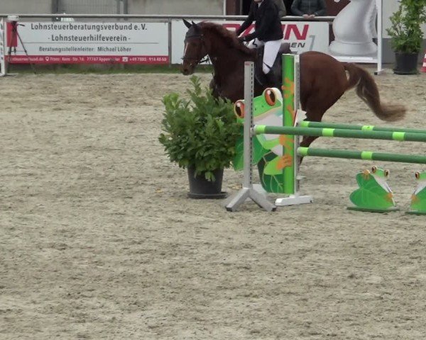 Reitturnier Achern 2024