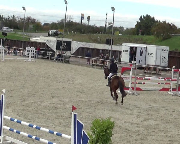 Reitturnier Achern 2024