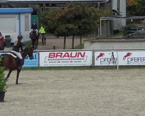 Reitturnier Achern 2024