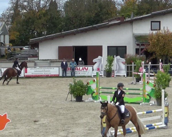 Reitturnier Achern 2024