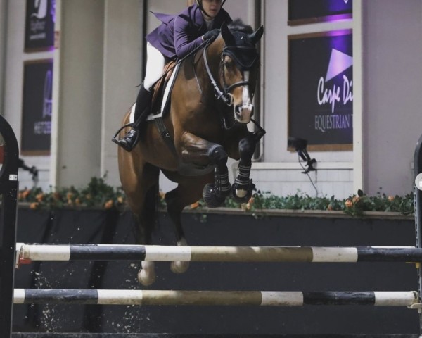 jumper Newstar (KWPN (Royal Dutch Sporthorse), 2018, from Highway Tn N.O.P.)