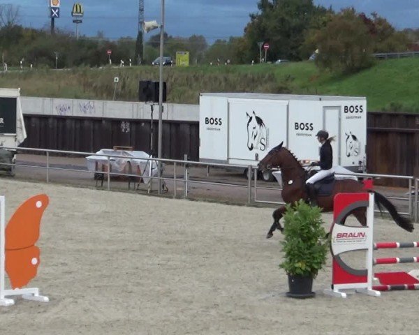 Reitturnier Achern 2024