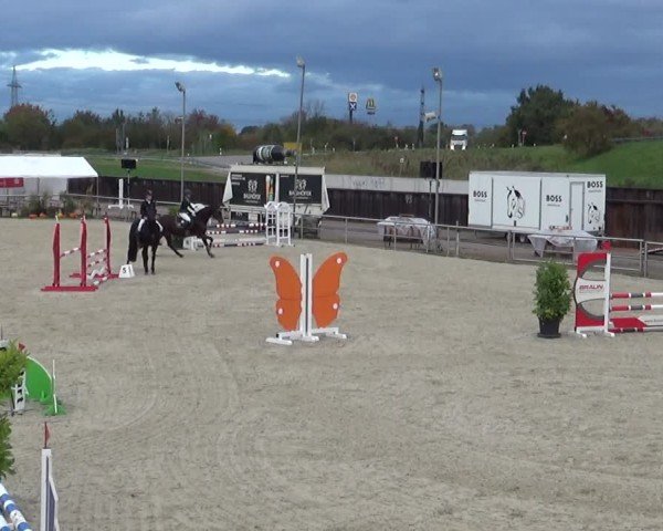 Reitturnier Achern 2024