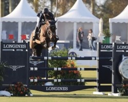 jumper Kanisso (Oldenburg show jumper, 2005, from Kannan)