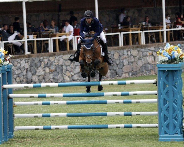 Zuchtstute Fille des Sequoias (Belgium Sporthorse, 2011, von Emilion) Zuchtstute Fille des Sequoias (Belgium Sporthorse, 2011, von Emilion)