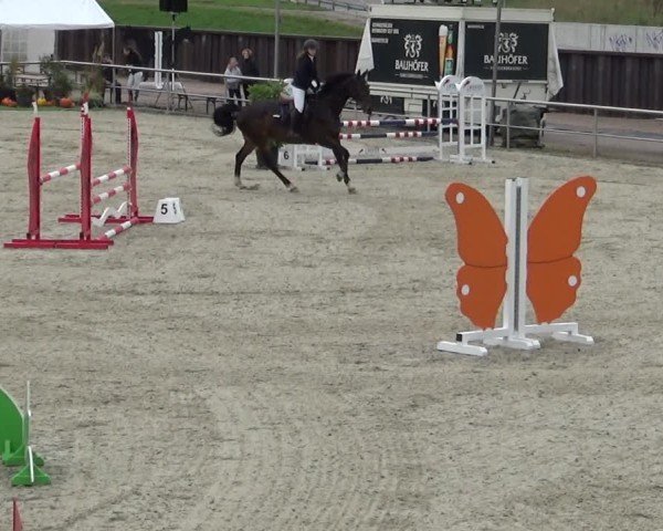 Reitturnier Achern 2024
