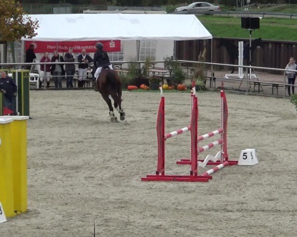 Reitturnier Achern 2024