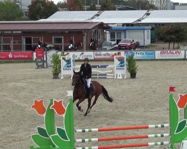 Reitturnier Achern 2024