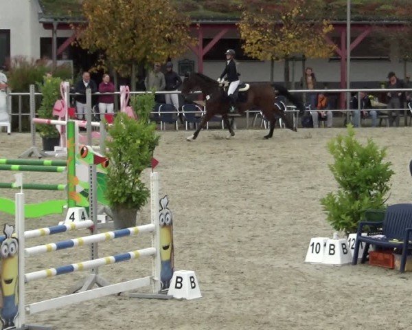 Reitturnier Achern 2024