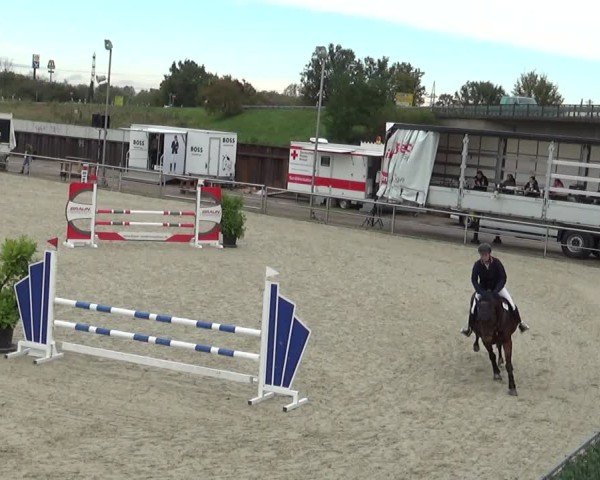 Reitturnier Achern 2024