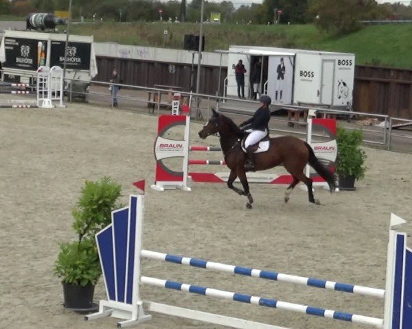 Reitturnier Achern 2024